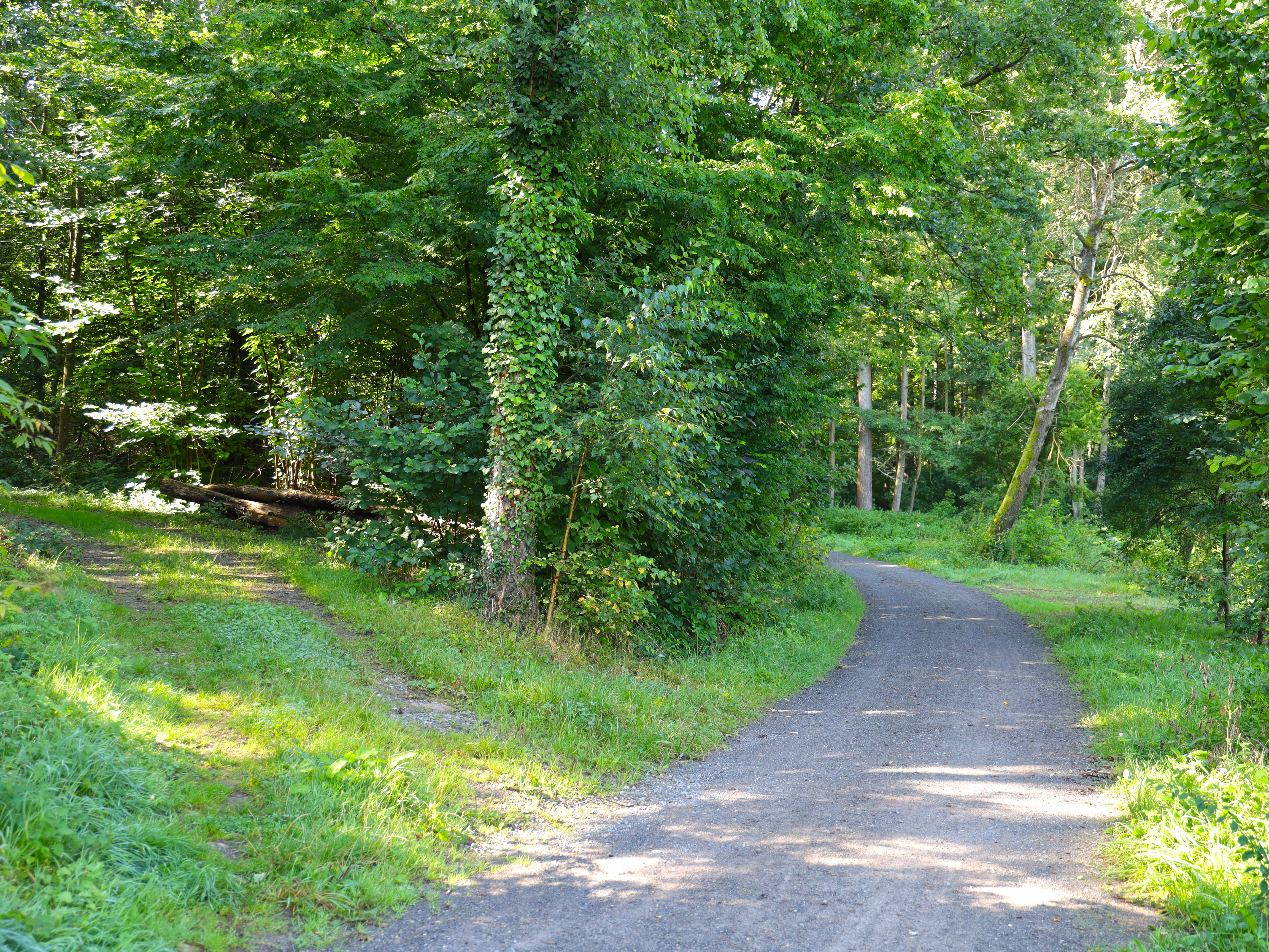 Würmtalweg im Wald in Mühlhausen